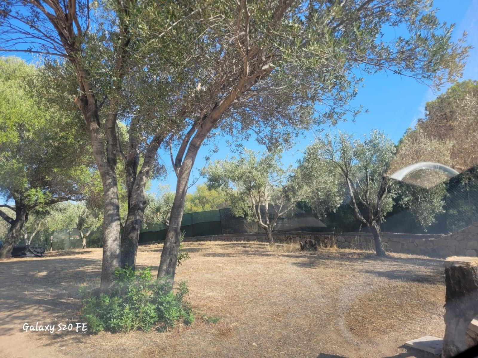 Residenza Degli Ulivi Lägenhet Olbia Exteriör bild